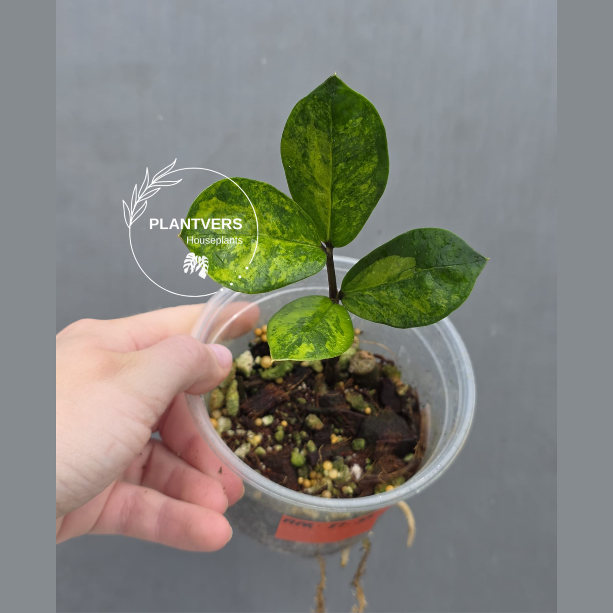 Variegated ZZ Gold Live Plant - Rare Zamioculcas Zamiifolia Variegata - Indoor Houseplant - Collector's Aroid - EXACT Same Plant - US Seller