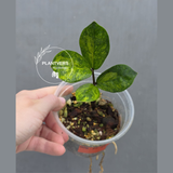 Variegated ZZ Gold Live Plant - Rare Zamioculcas Zamiifolia Variegata - Indoor Houseplant - Collector's Aroid - EXACT Same Plant - US Seller