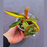 Variegated Philodendron Strawberry Shake Live Plant - Rare Collector Plant - EXACT Plant - US Seller