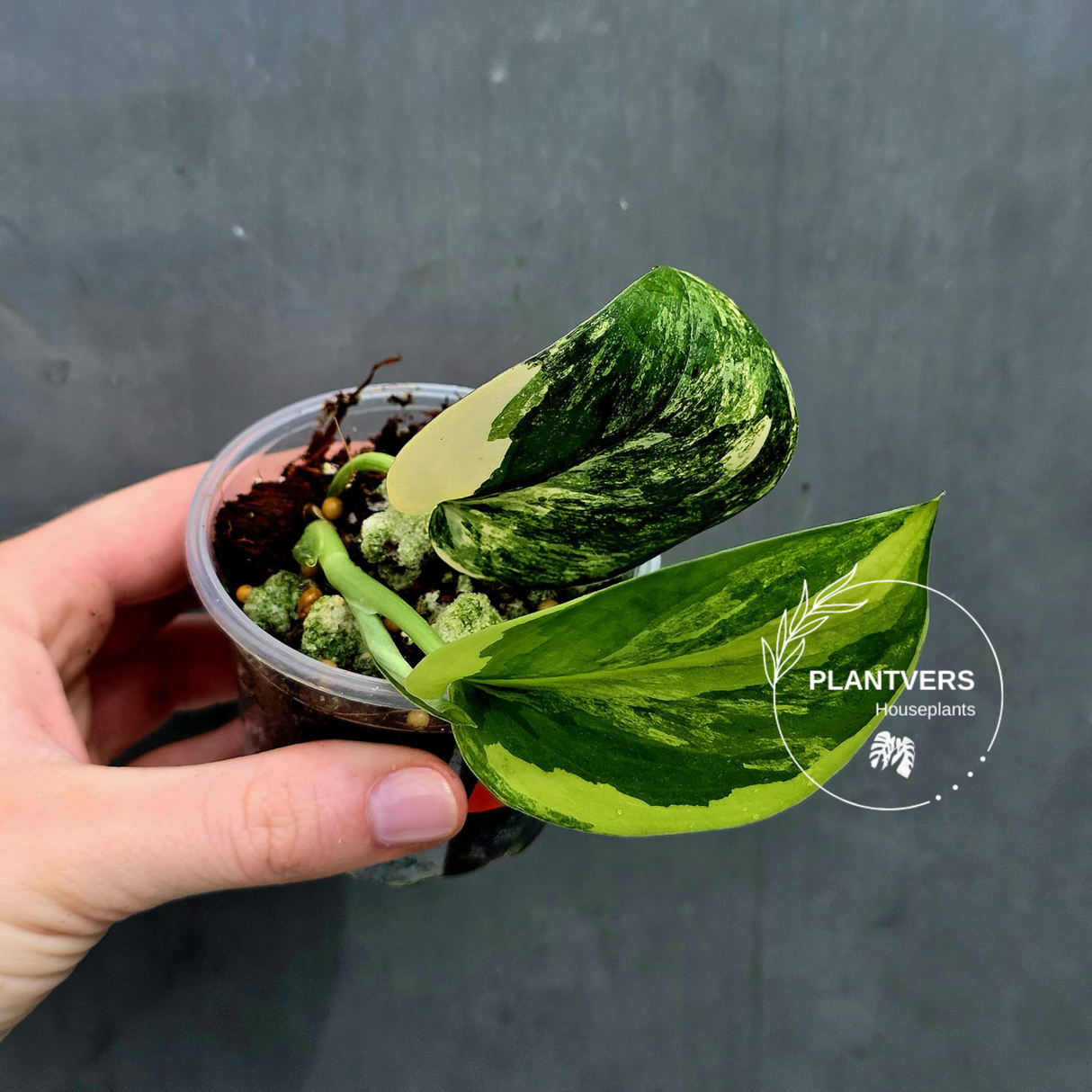 Scindapsus Jade Satin Variegated Plant in a Nursery Pot - Rare Tropical - EXACT Plant - US Seller