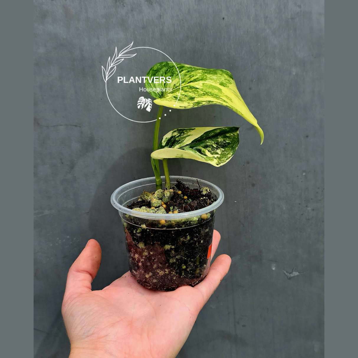 Scindapsus Jade Satin Variegated Plant in a Nursery Pot  - Rare Tropical - EXACT Plant - US Seller