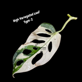 Monstera Adansonii Albo Variegated Swiss Cheese Premium Half-Moon Cutting - Rare Collectors Plant - Grower's Choice