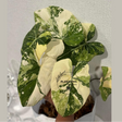 Philodendron 