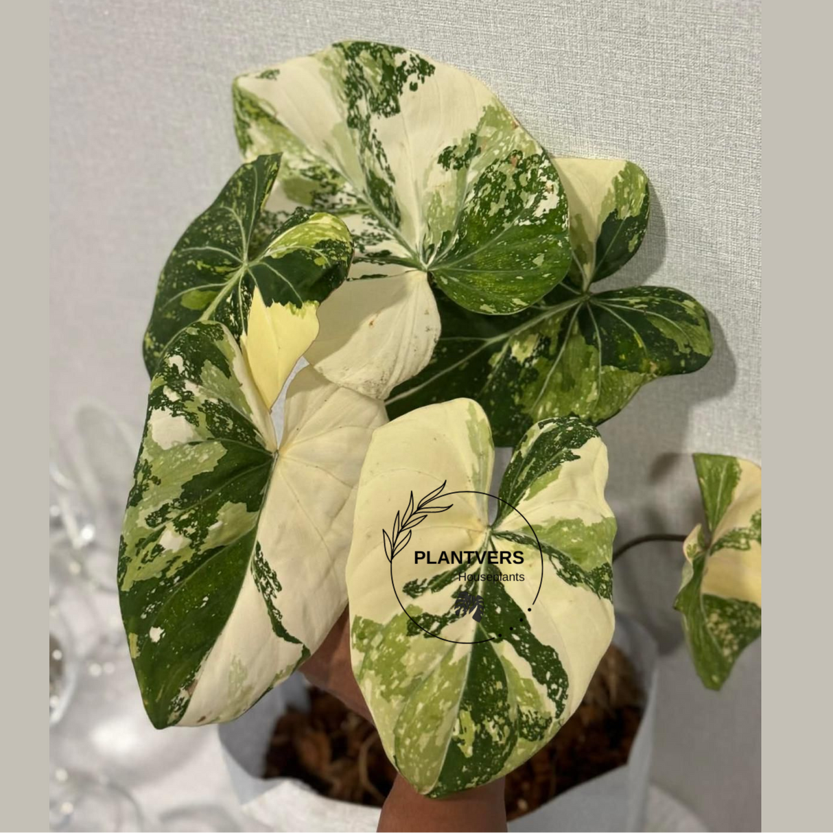 Philodendron 