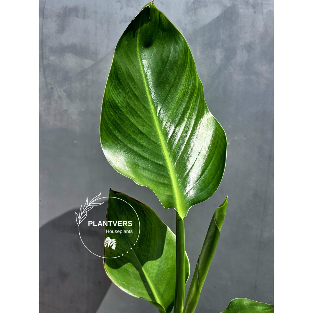 PlantVers strelitzia nicolai