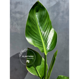 PlantVers strelitzia nicolai