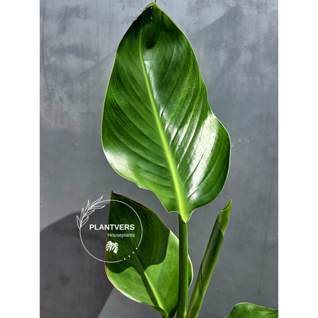 PlantVers strelitzia nicolai