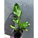 PlantVers white bird of paradise