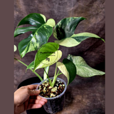 Monstera Mint Variegated Live Plant in 4" Pot - Super Rare Variegated Monstera - Grower’s Choice - Collector Indoor Tropical Plant