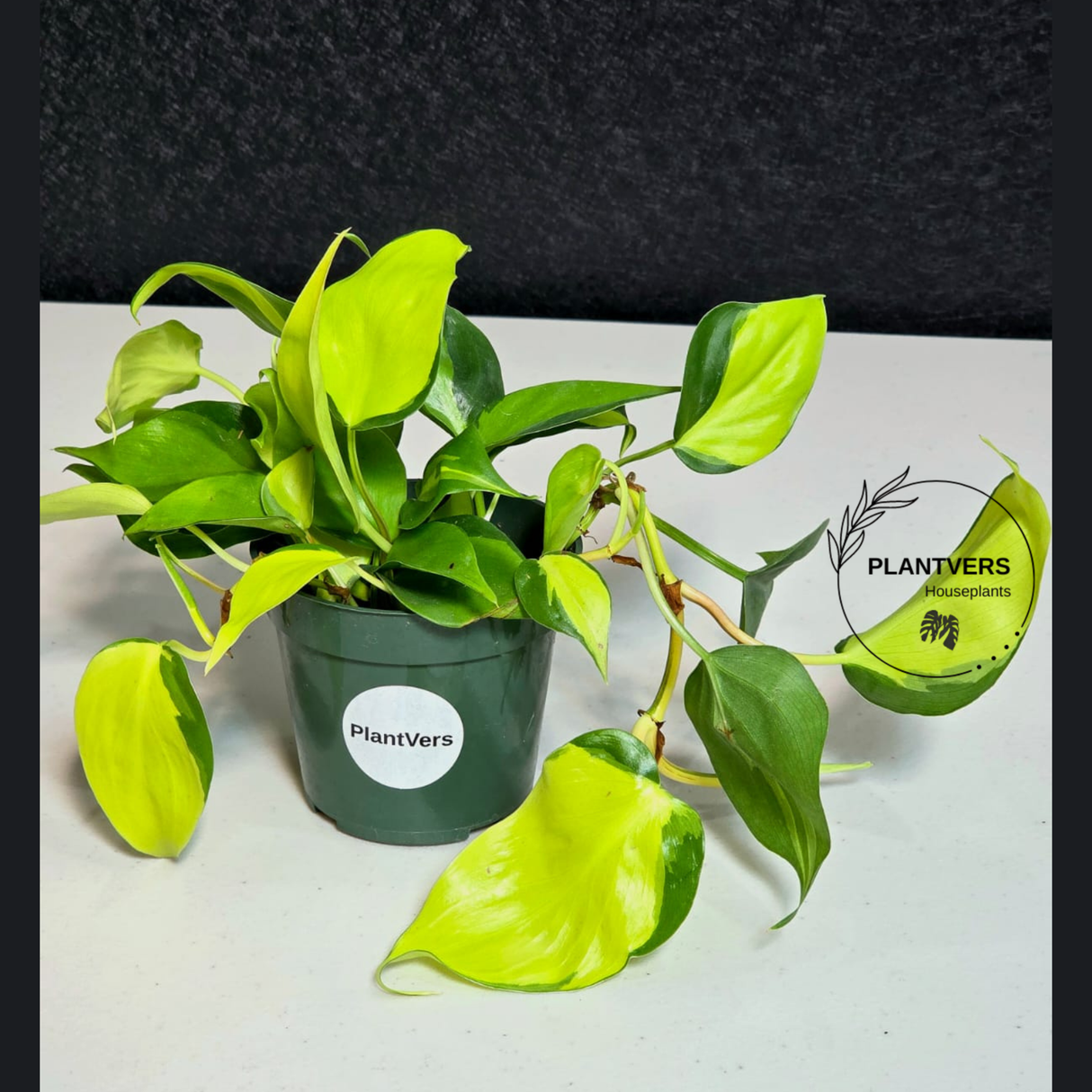 PlantVers philodendron brazil  