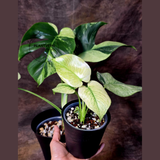 Monstera Mint Variegated Live Plant in 4" Pot - Super Rare Variegated Monstera - Grower’s Choice - Collector Indoor Tropical Plant