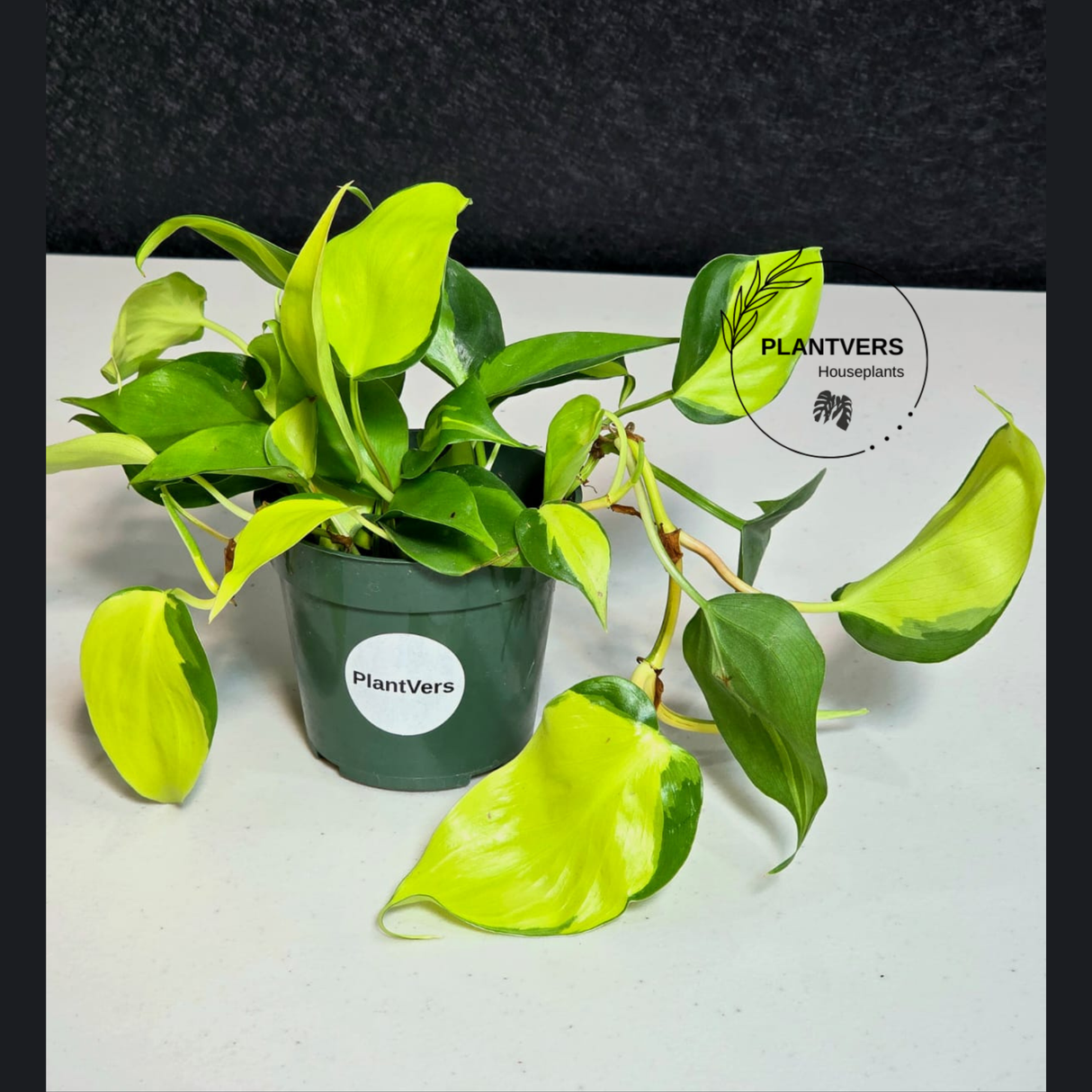 PlantVers philodendron plant
