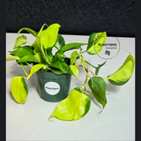 PlantVers philodendron plant