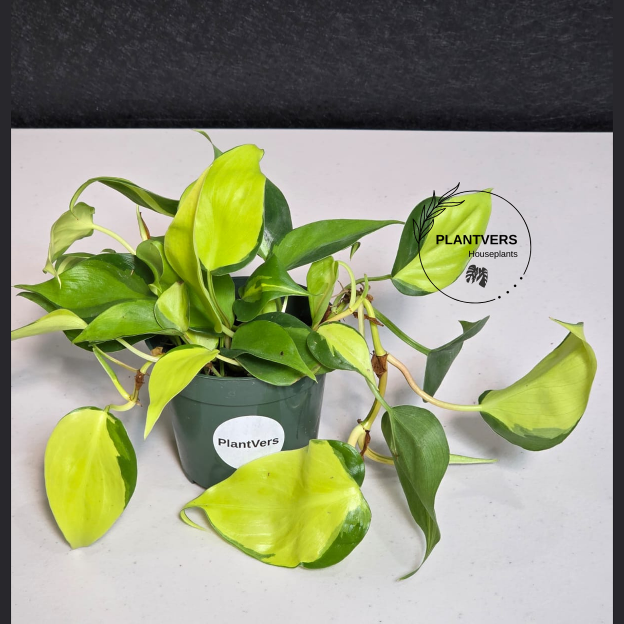 PlantVers indoor houseplant