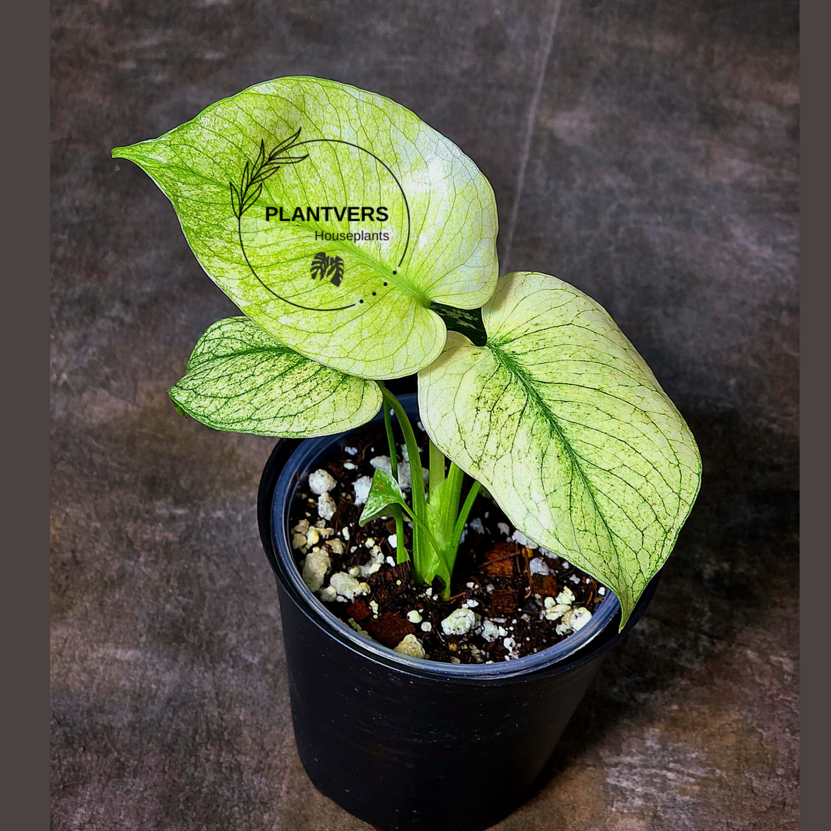 Monstera Mint Variegated Live Plant in 4" Pot - Super Rare Variegated Monstera - Grower’s Choice - Collector Indoor Tropical Plant