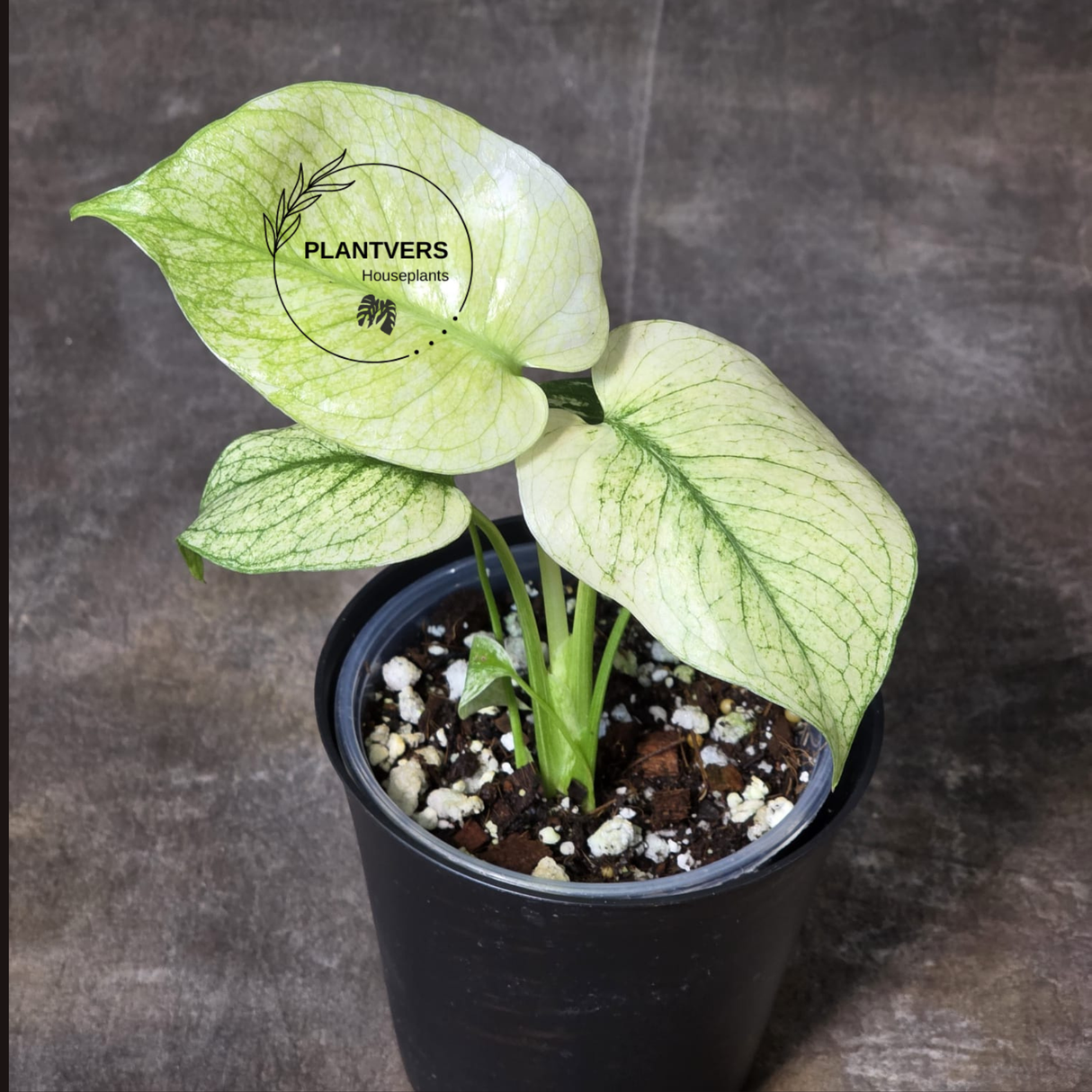 Monstera Mint Variegated Live Plant in 4" Pot - Super Rare Variegated Monstera - Grower’s Choice - Collector Indoor Tropical Plant