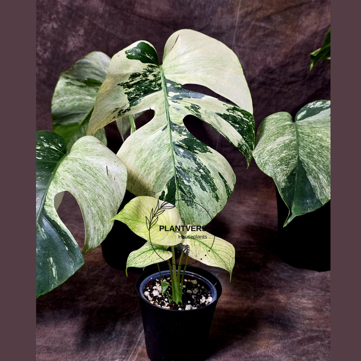 Monstera Mint Variegated Live Plant in 4" Pot - Super Rare Variegated Monstera - Grower’s Choice - Collector Indoor Tropical Plant