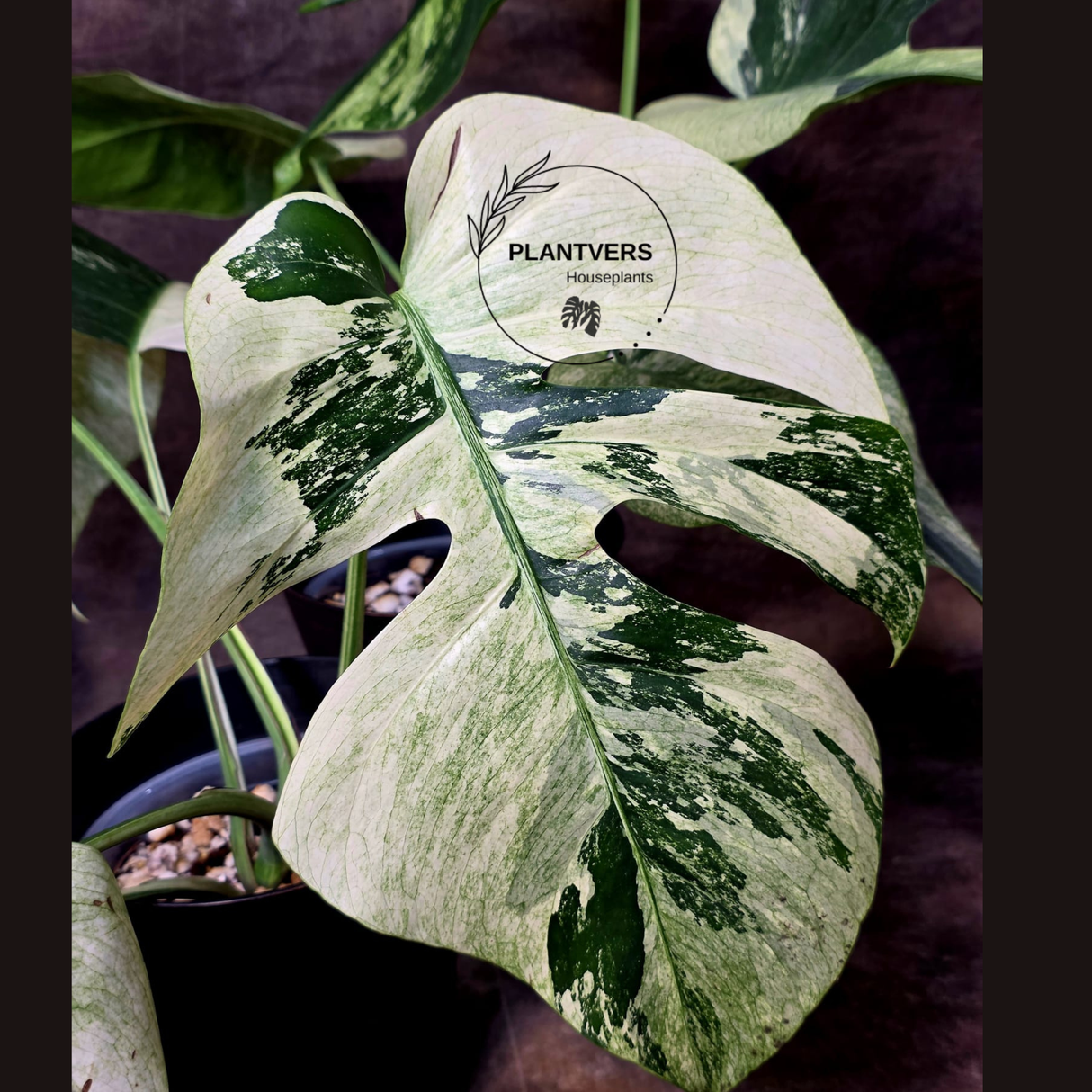 Monstera Mint Variegated Live Plant in 4" Pot - Super Rare Variegated Monstera - Grower’s Choice - Collector Indoor Tropical Plant