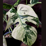 Monstera Mint Variegated Live Plant in 4" Pot - Super Rare Variegated Monstera - Grower’s Choice - Collector Indoor Tropical Plant