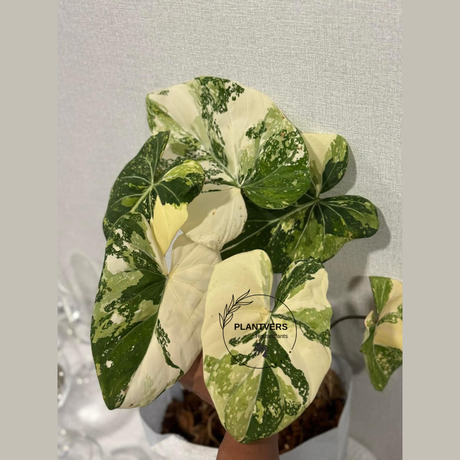 Gloriousum Tricolor 