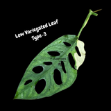 Monstera Adansonii Albo Variegated Swiss Cheese Premium Half-Moon Cutting - Rare Collectors Plant - Grower's Choice