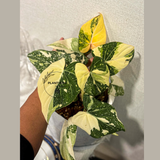 Philodendron 
