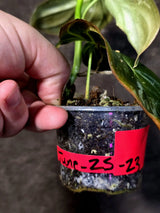 Philodendron Melanochrysum Variegated - Rare Tropical (June-25-23)
