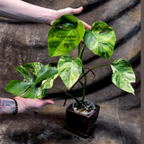 Monstera Aurea Variegated Borsigiana - Monstera Marmota - Beginners Plant - Same Plant - US Seller