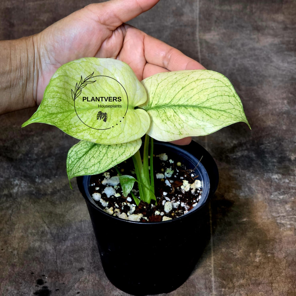 Monstera Mint Variegated Live Plant in 4" Pot - Super Rare Variegated Monstera - Grower’s Choice - Collector Indoor Tropical Plant