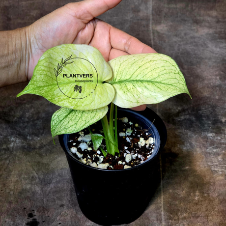 Rare Monstera Mint