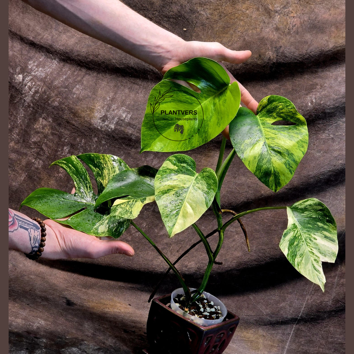 Monstera Aurea Variegated Borsigiana - Monstera Marmota - Beginners Plant - Same Plant - US Seller