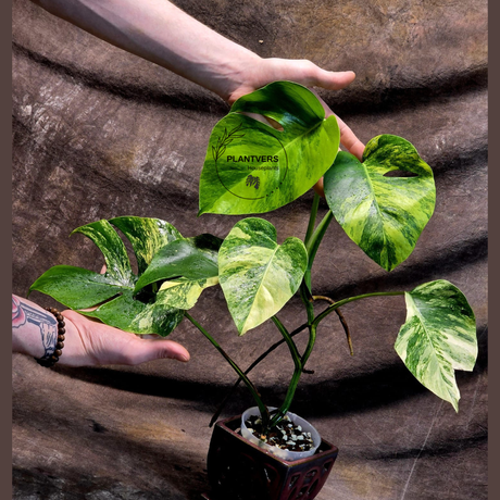 Monstera Aurea Variegated Borsigiana - Monstera Marmota - Beginners Plant - Same Plant - US Seller