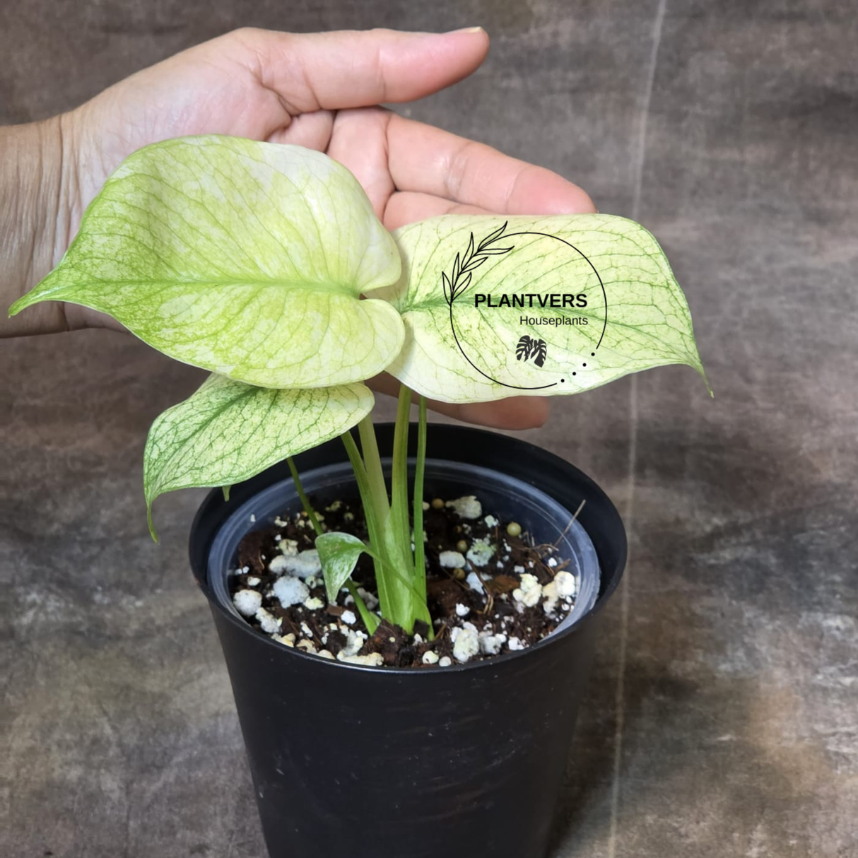 Monstera Mint Variegated Live Plant in 4" Pot - Super Rare Variegated Monstera - Grower’s Choice - Collector Indoor Tropical Plant