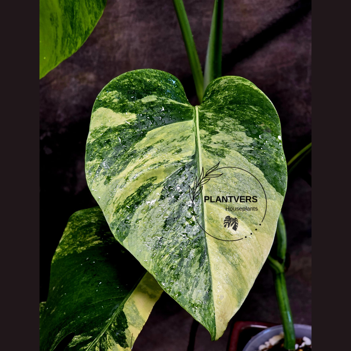 Monstera Aurea Variegated Borsigiana - Monstera Marmota - Beginners Plant - Same Plant - US Seller