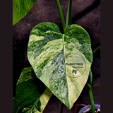 Monstera Aurea Variegated Borsigiana - Monstera Marmota - Beginners Plant - Same Plant - US Seller
