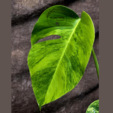 Monstera Aurea Variegated Borsigiana - Monstera Marmota - Beginners Plant - Same Plant - US Seller