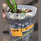 Monstera Aurea Variegated Borsigiana - Monstera Marmota - Beginners Plant - Same Plant - US Seller