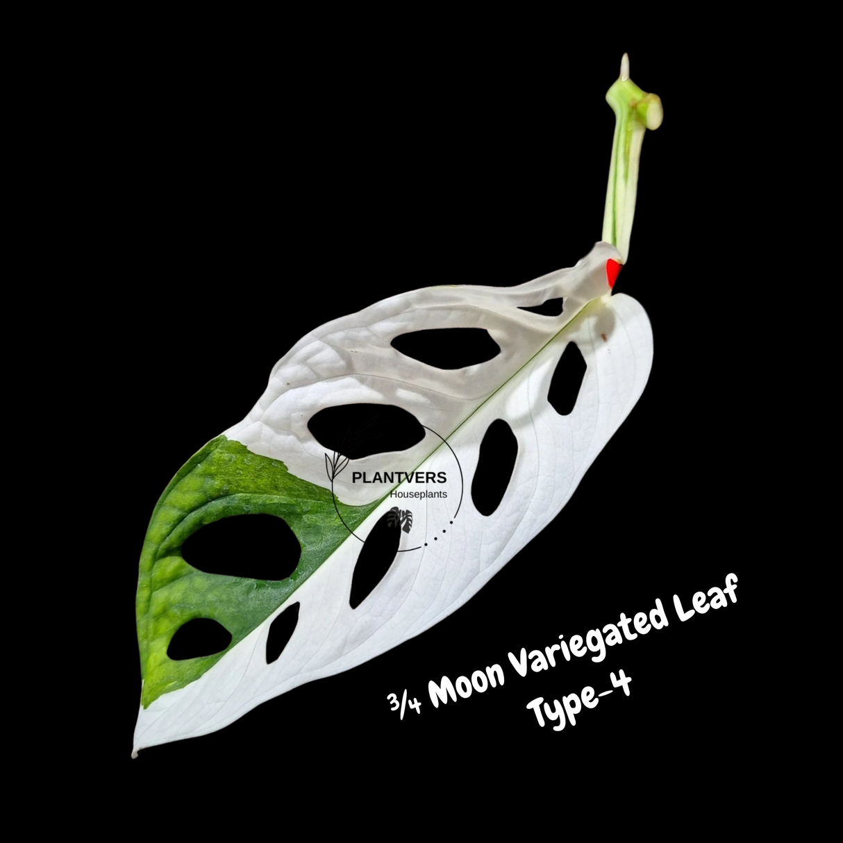 Monstera Adansonii Albo Variegated Swiss Cheese Premium Half-Moon Cutting - Rare Collectors Plant - Grower's Choice