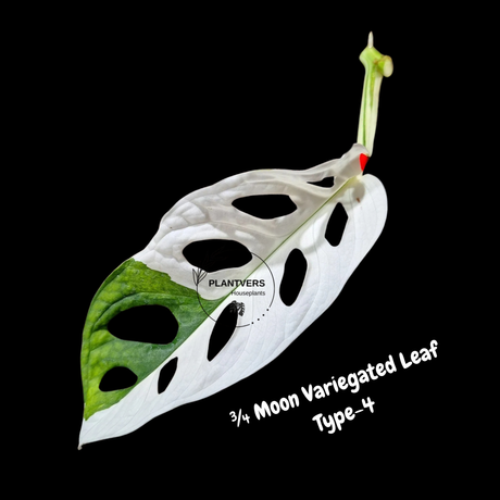 Monstera Adansonii Albo Variegated Swiss Cheese Premium Half-Moon Cutting - Rare Collectors Plant - Grower's Choice