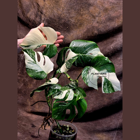 Variegated Monstera Albo - Rare Collector White Monstera Albo Borsigiana - EXACT Plant - US Seller