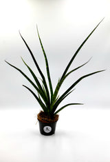 Rare Fernwood Mikado Snake Plant in 2” pot - Low Light Succulent