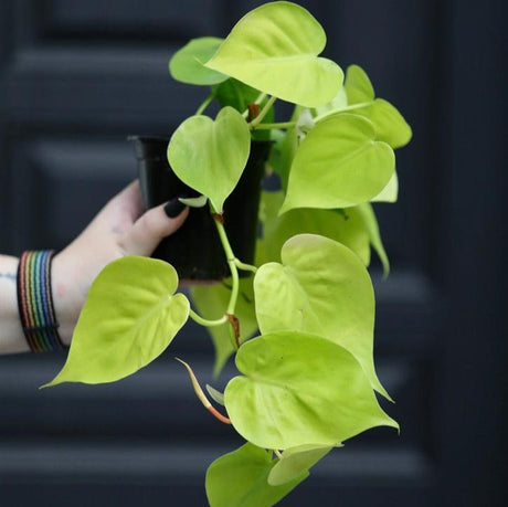 Heartleaf Lemon Lime Philodendron in a 3" Nursery Pot - Philodendron Cordatum - Low Light Indoor Plants  - Office Plant - Houseplant