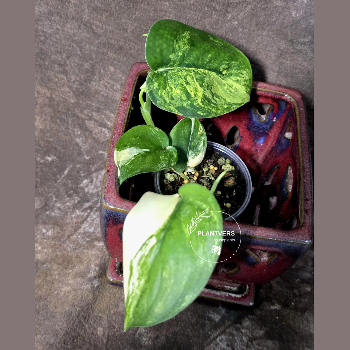 Scindapsus Jade Satin Variegated - Yellow Variegation - (June-21-67)