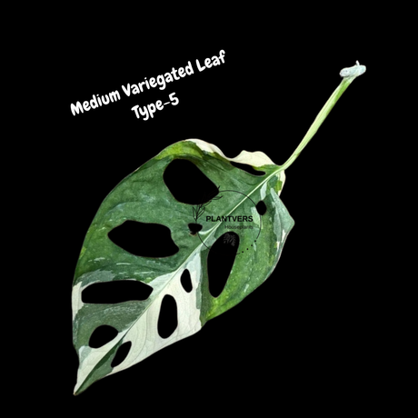 Monstera Adansonii Albo Variegated Swiss Cheese Premium Half-Moon Cutting - Rare Collectors Plant - Grower's Choice