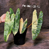 Rare Philodendron
