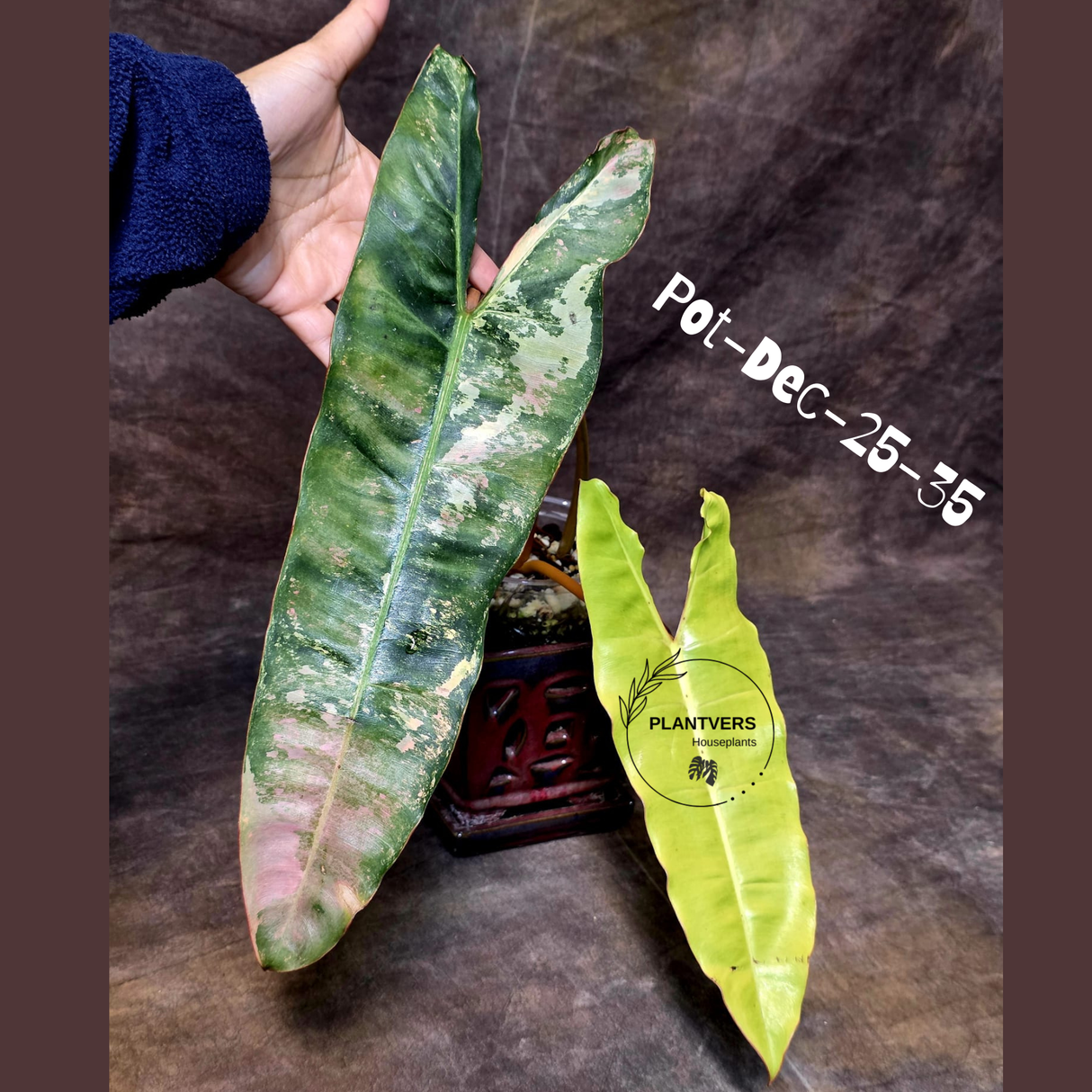 variegated billietia
