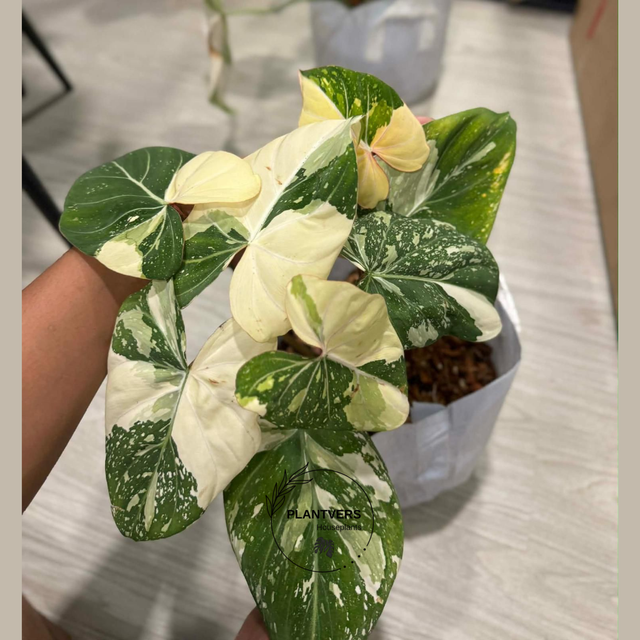 Variegated Philodendron 