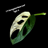 Monstera Adansonii Albo Variegated Swiss Cheese Premium Half-Moon Cutting - Rare Collectors Plant - Grower's Choice