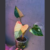 Variegated Homalomena Pink Diamond Live Plant - Rare Pink Foliage Houseplant - Collector's Aroid - Exact Same Plant - US Seller
