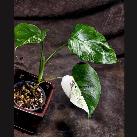 Variegated Monstera Albo - Rare Collector White Monstera Albo Borsigiana - EXACT Plant - US Seller